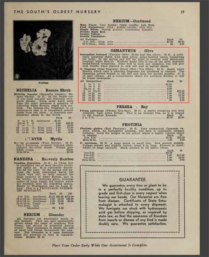 The public could order ornamental plantings from a catalog the nursery published each year. In this catalog, highlighted in red, is a listing of prices for Tea Olive trees.